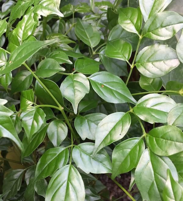 Radermachera Sinica (China Doll Plant)