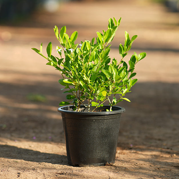 Clerodendrum inerme (Wild Jasmine)