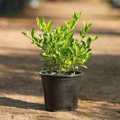 Clerodendrum inerme (Wild Jasmine)