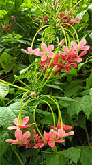 Rangoon Creeper (Quisqualis indica)