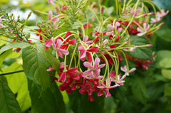 Rangoon Creeper (Quisqualis indica)