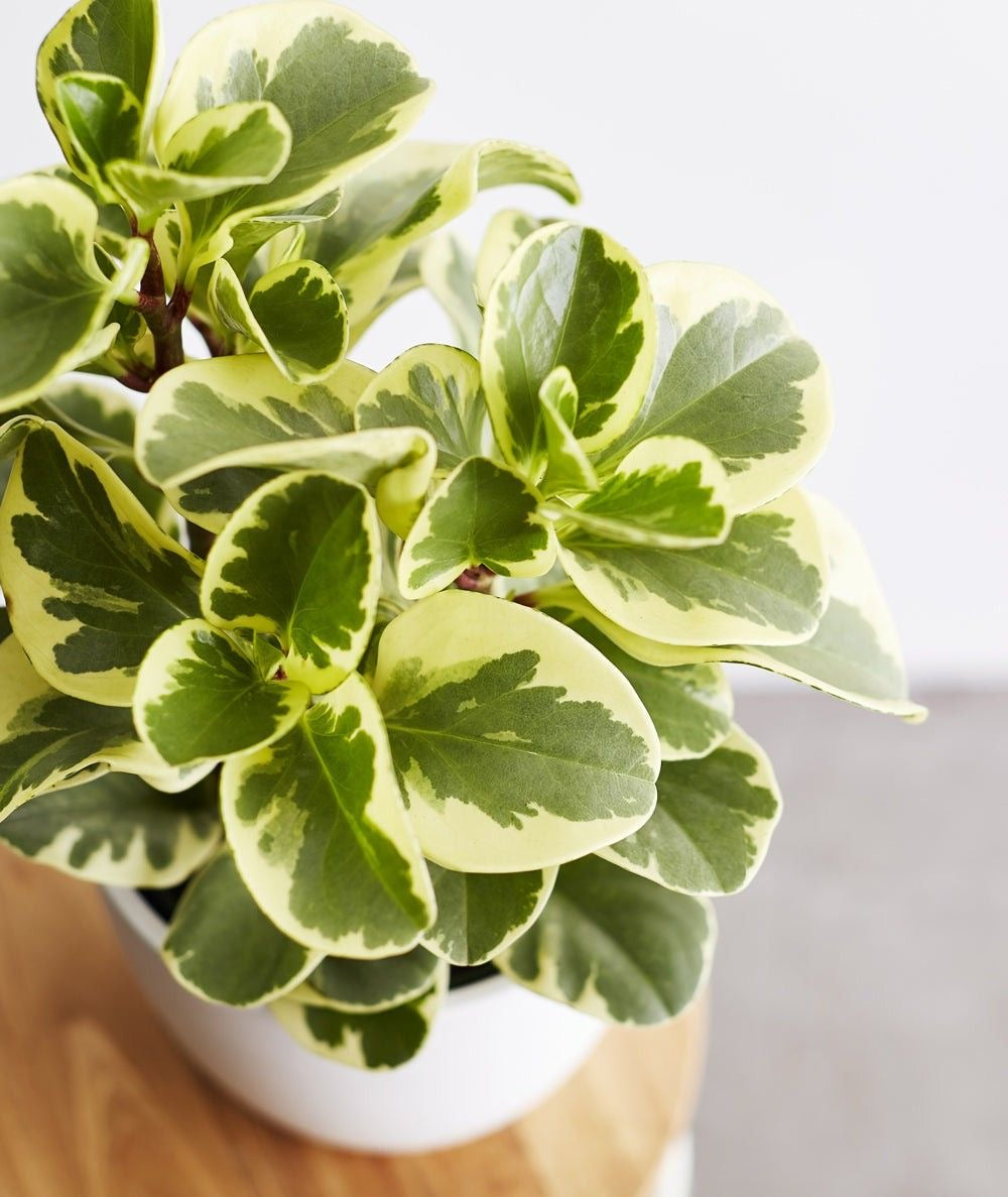 peperomia obtusifolia variegata