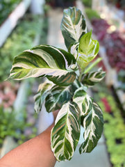 calathea white fusion