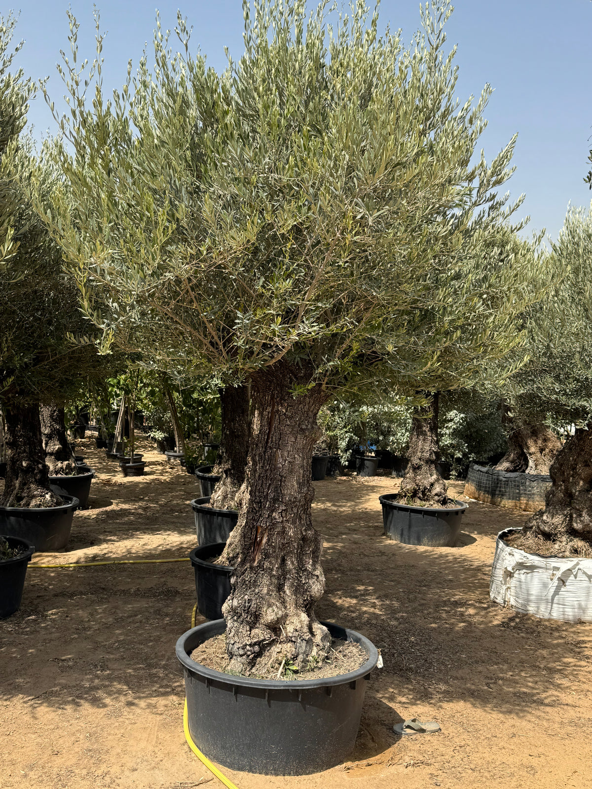 3M Old Trunk Olive Tree (Including Nursery Pot)