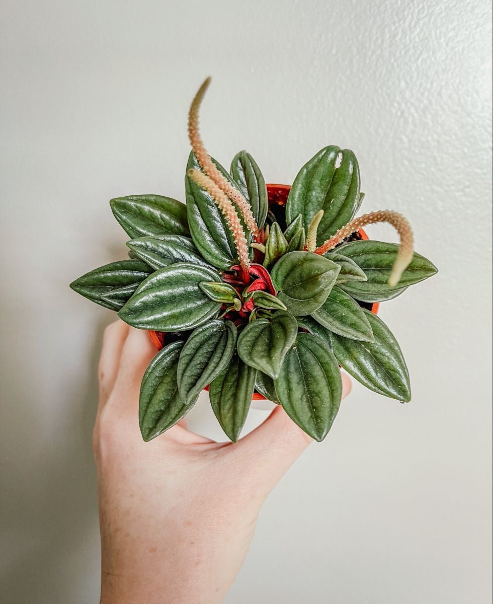 Peperomia Rosso