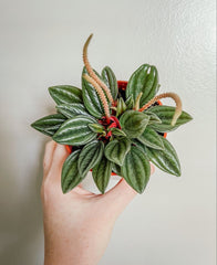 Peperomia Rosso