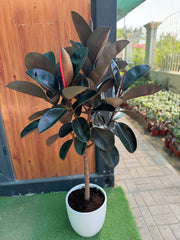 Rubber Plant (Ficus Elastica) with White Ceramic Pot 150 cm