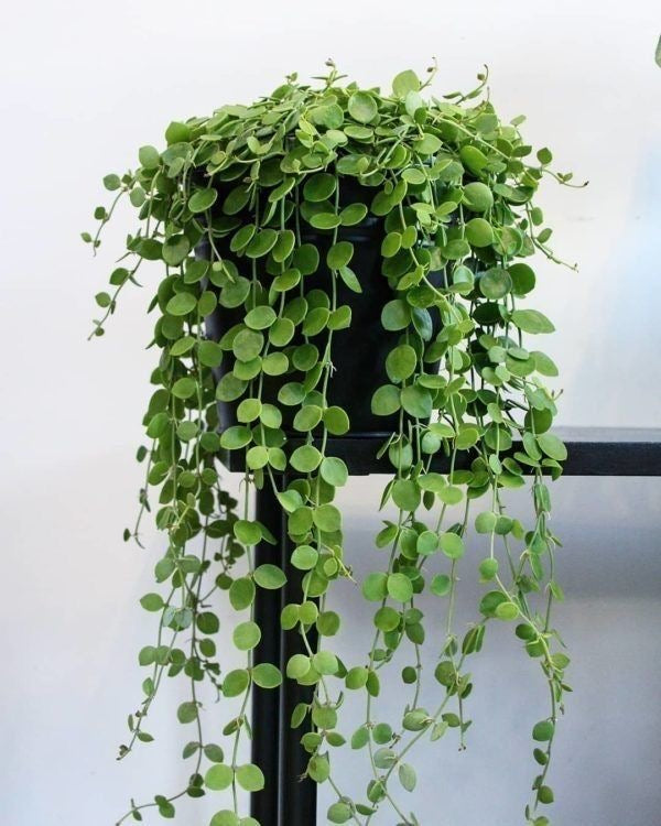 String of Nickels Hanging