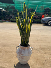 Snake Plant with Old Concrete Pot – Product Description
