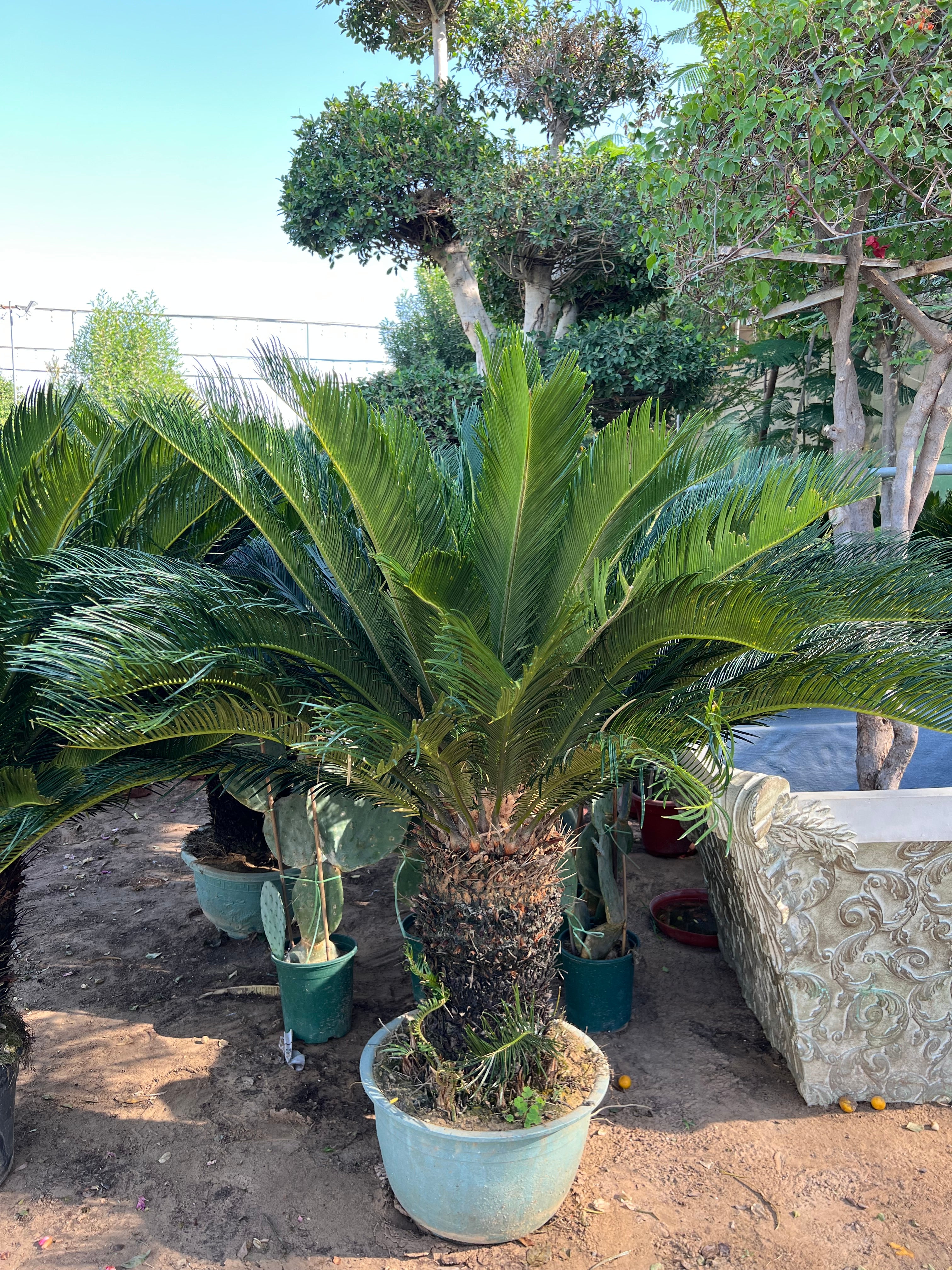 Cycas Revoluta in Dubai