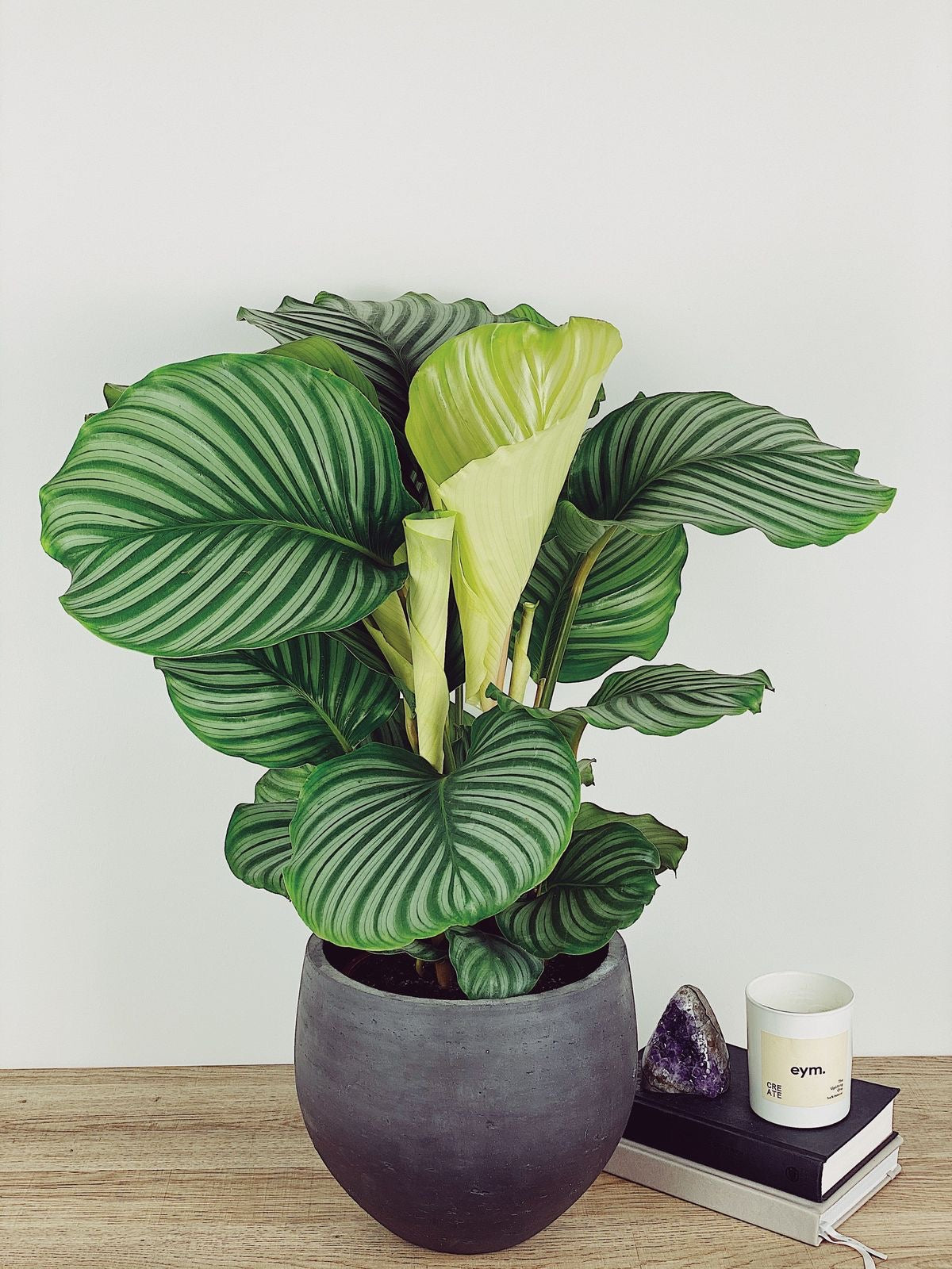 Calathea Orbifolia Big