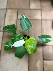 Philodendron White Princess