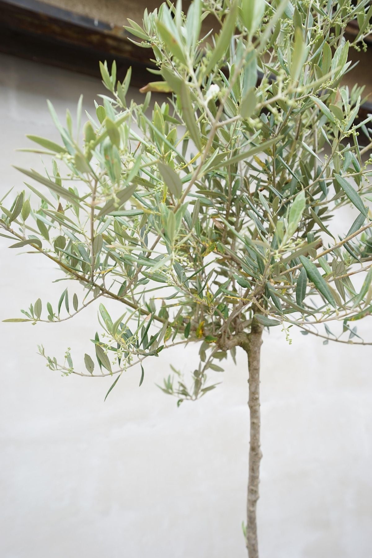European Olive Tree (Olea Europaea) – Slim Trunk | Height 150–160 cm Nursery pot