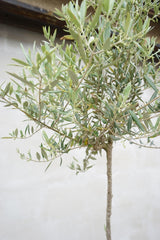 European Olive Tree (Olea Europaea) – Slim Trunk | Height 150–160 cm Nursery pot