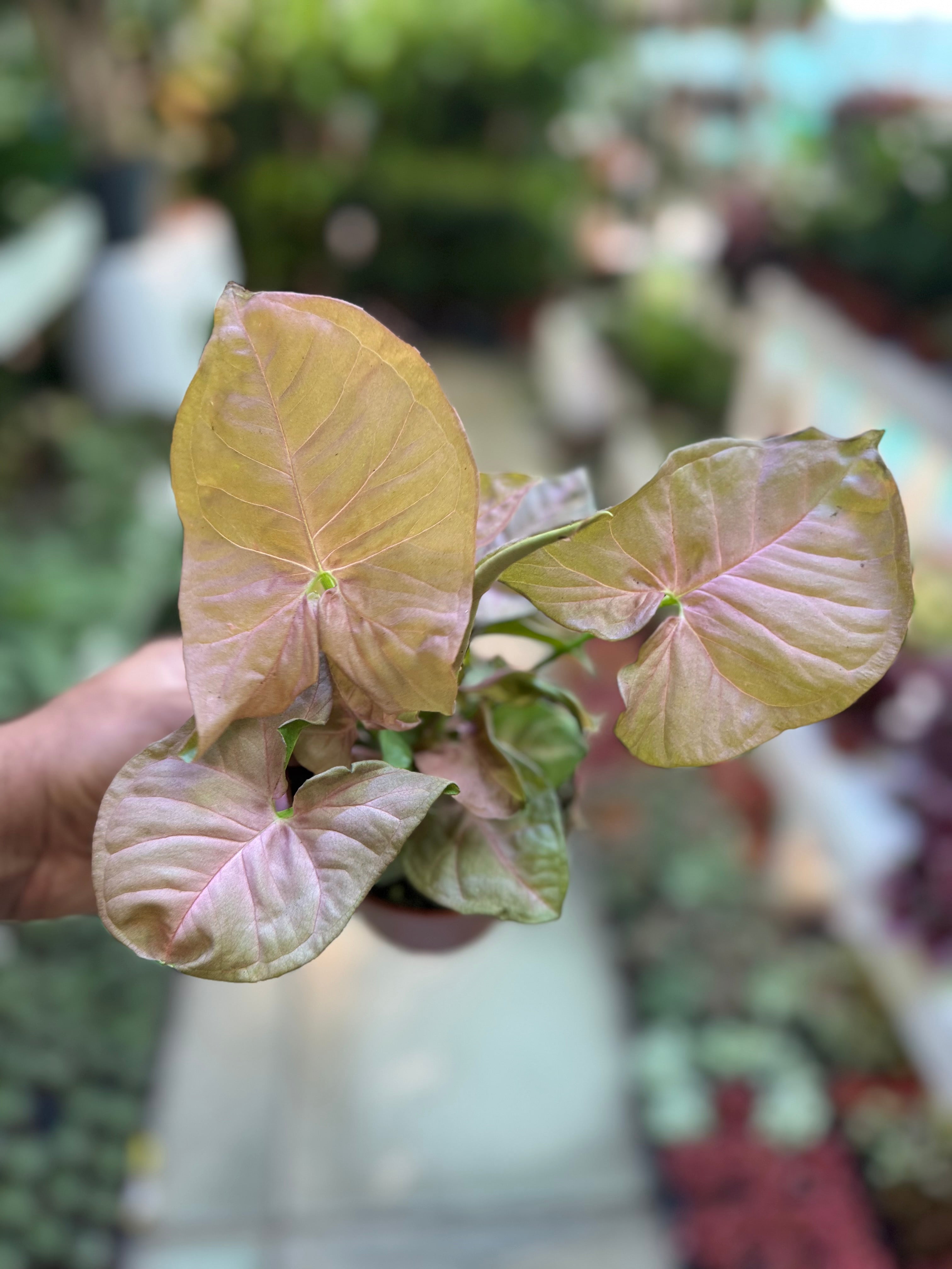 Syngonium ‘Neon Pink’