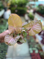 Syngonium ‘Neon Pink’
