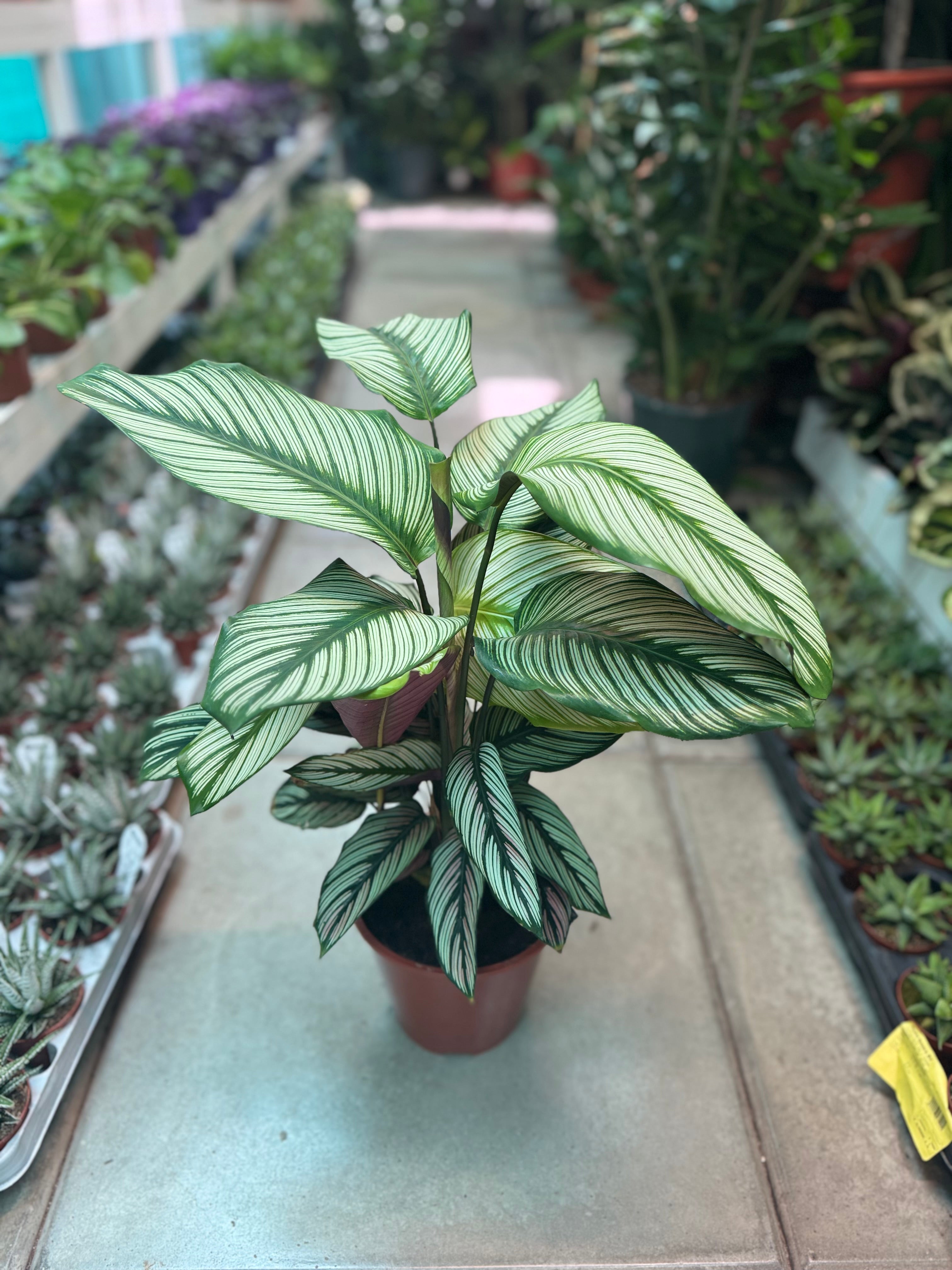Calathea White Star