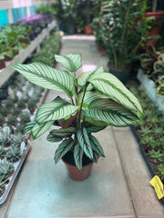 Calathea White Star
