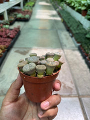 Lithops