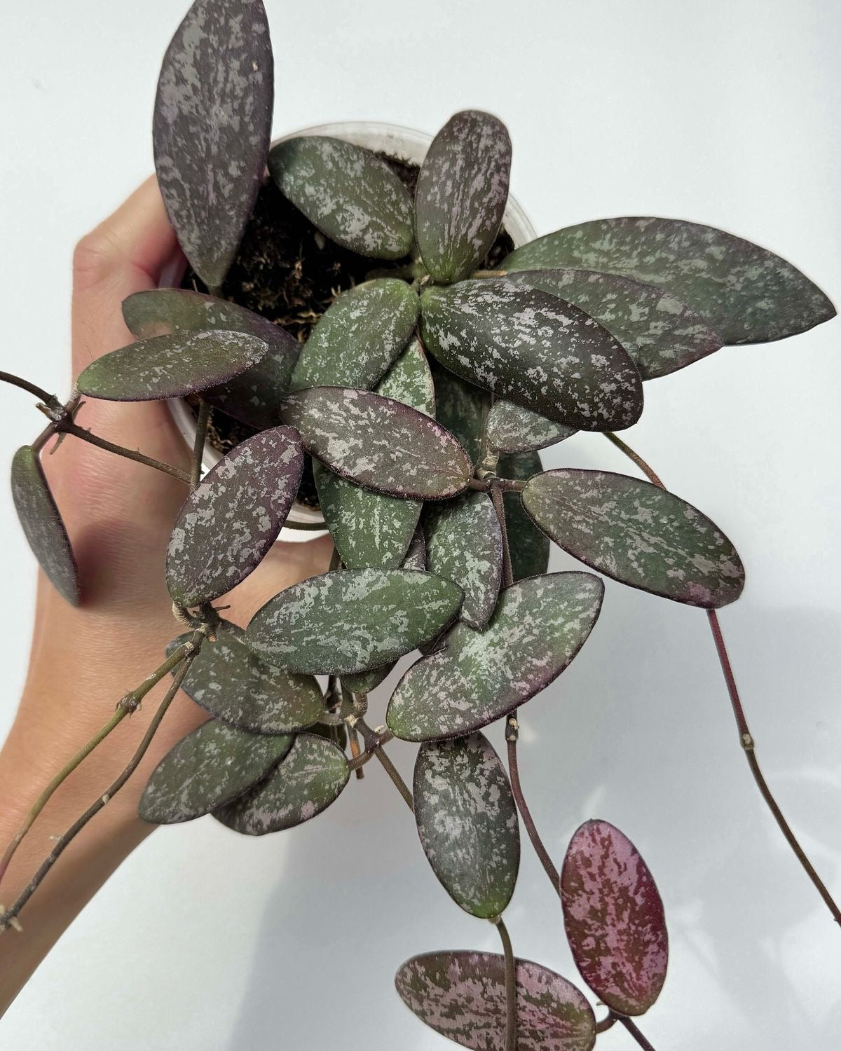 Hoya Sigillatis