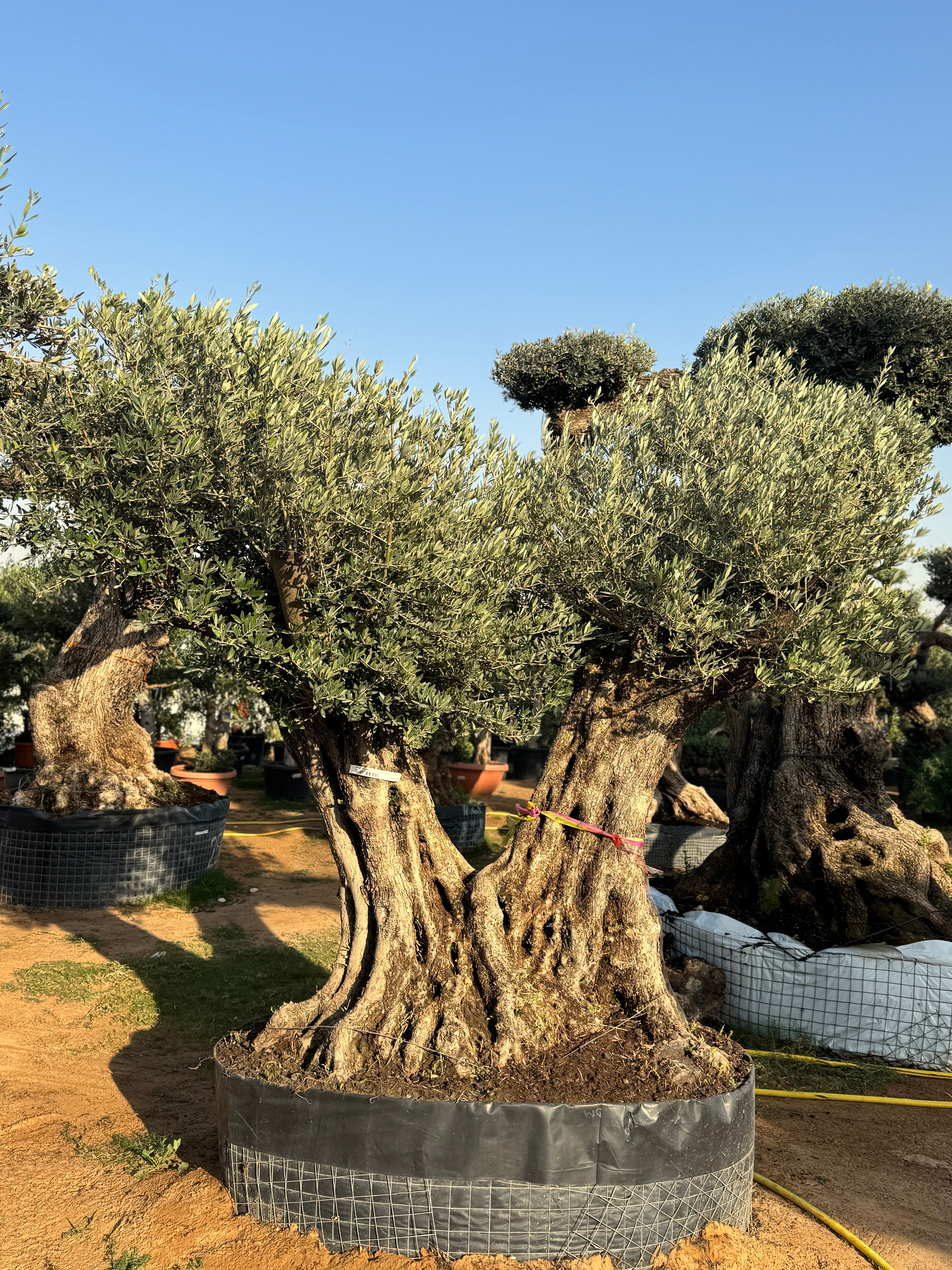 200-Year-Old Olive Tree – Ancient Trunk Masterpiece