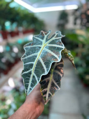 Alocasia Polly