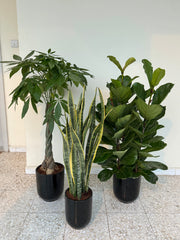 Luxury Indoor Trio – White Ceramic Pot Bundle 90 to 120 cm