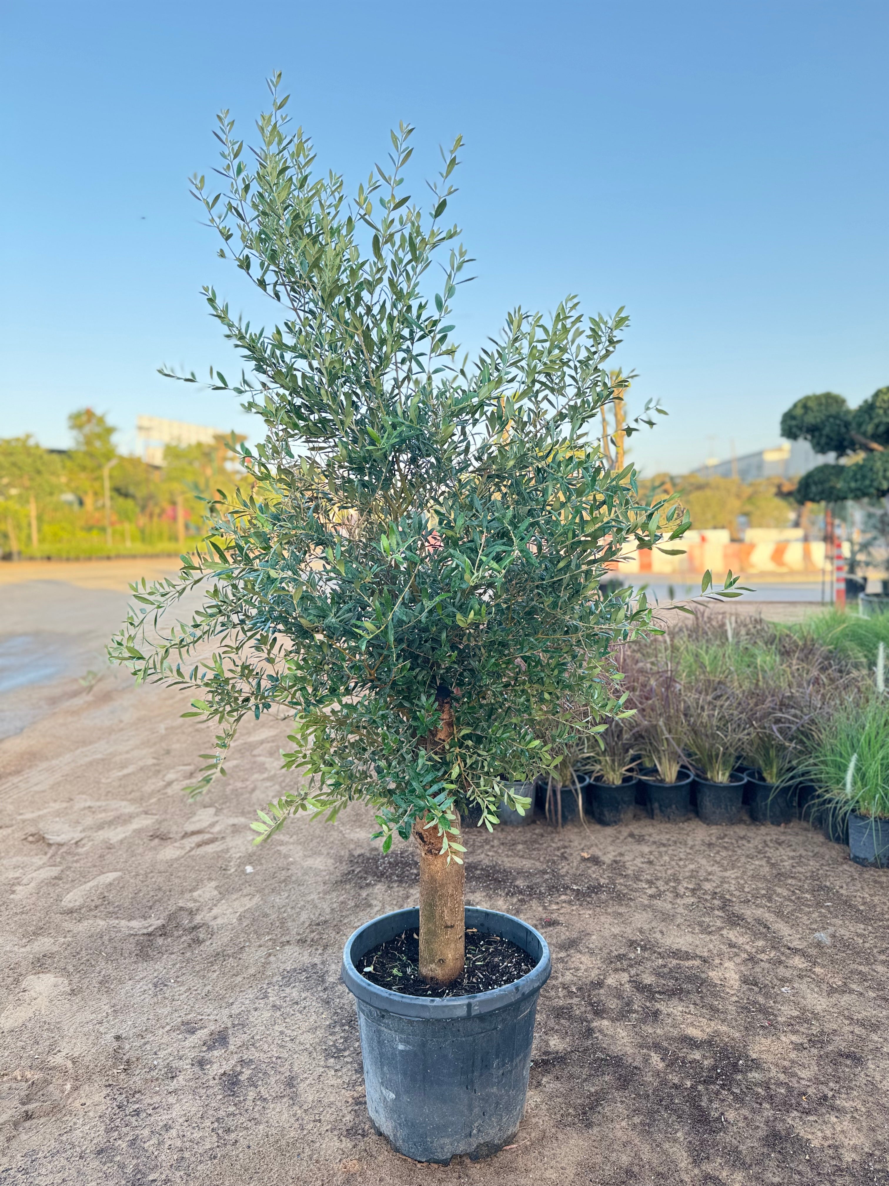 Olive Tree – 200 cm with Nursery Pot