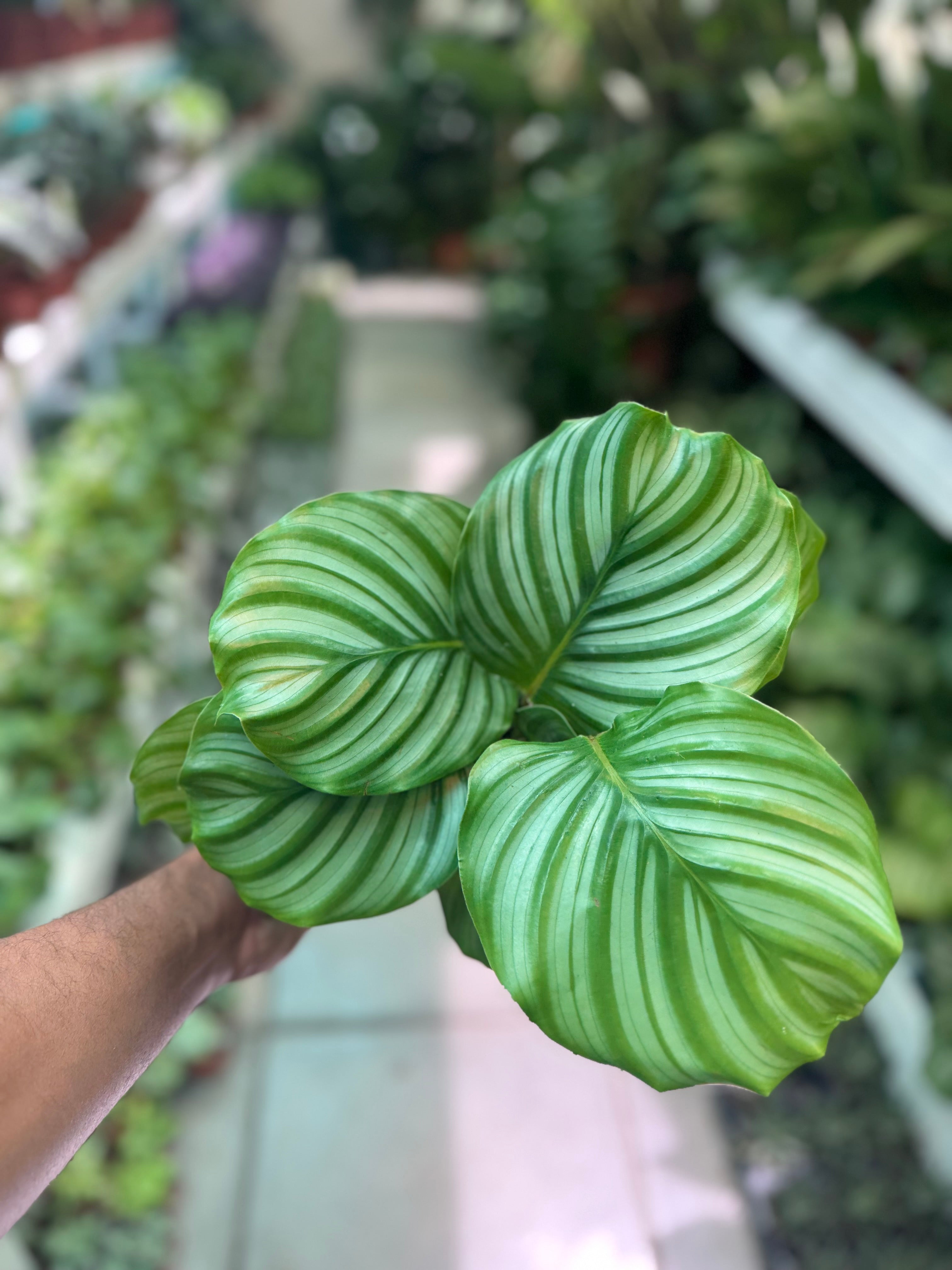 Calathea Orbifolia small