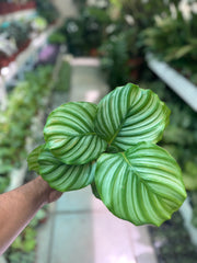 Calathea Orbifolia small
