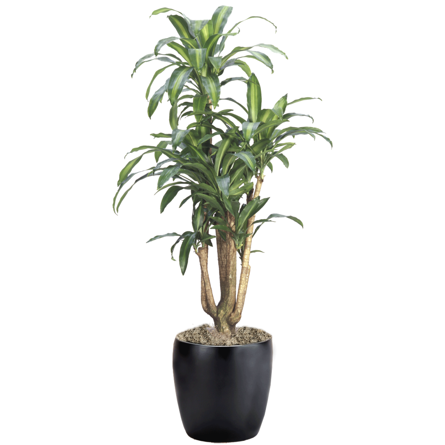 Dracaena Massangeana Branched