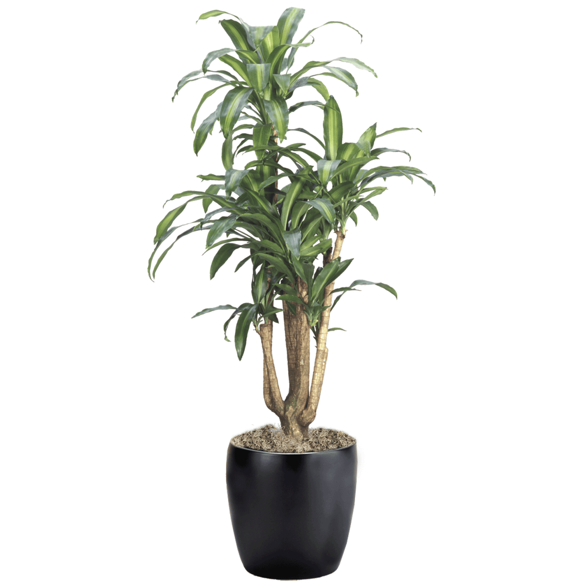 Dracaena Massangeana Branched