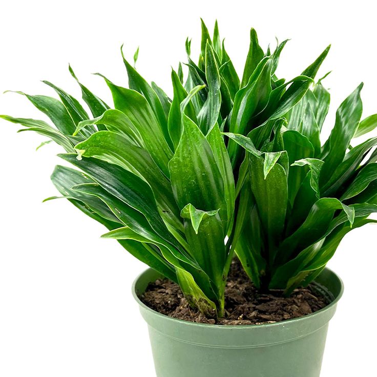 Dracaena Janet Craig