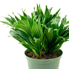 Dracaena Janet Craig