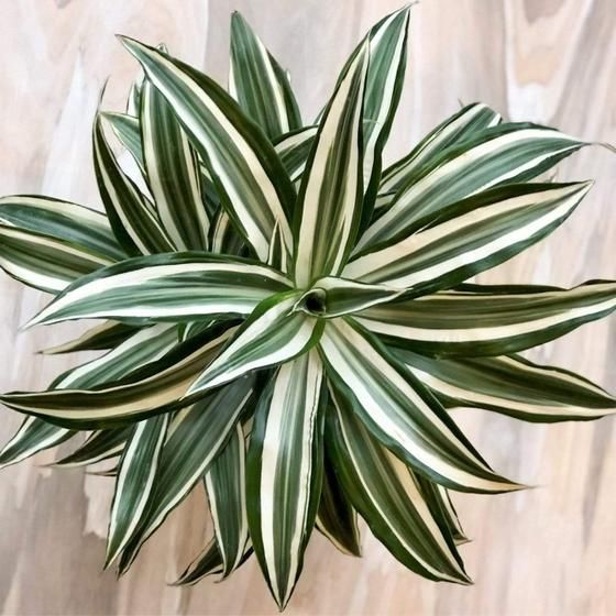 Dracaena Warneckii