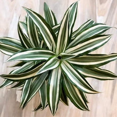 Dracaena Warneckii