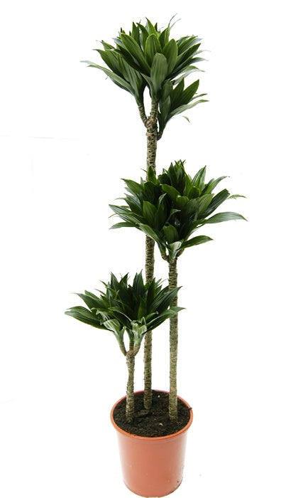 Dracaena Compacta