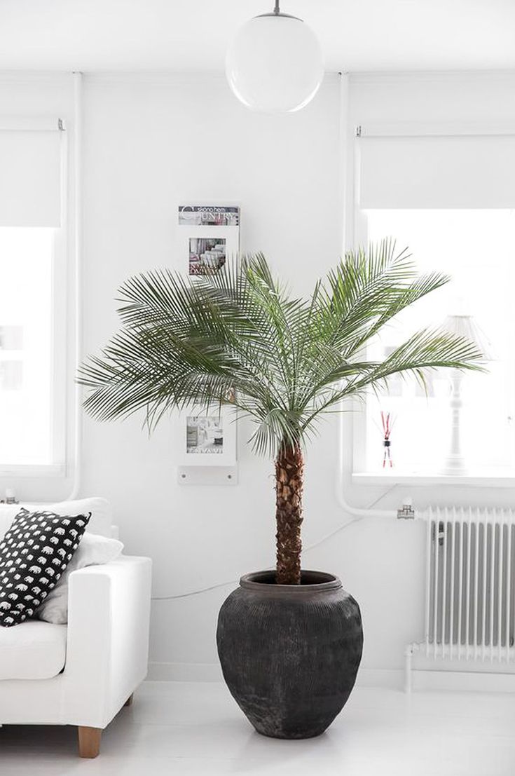 Phoenix roebelenii (Pygmy Date Palm)