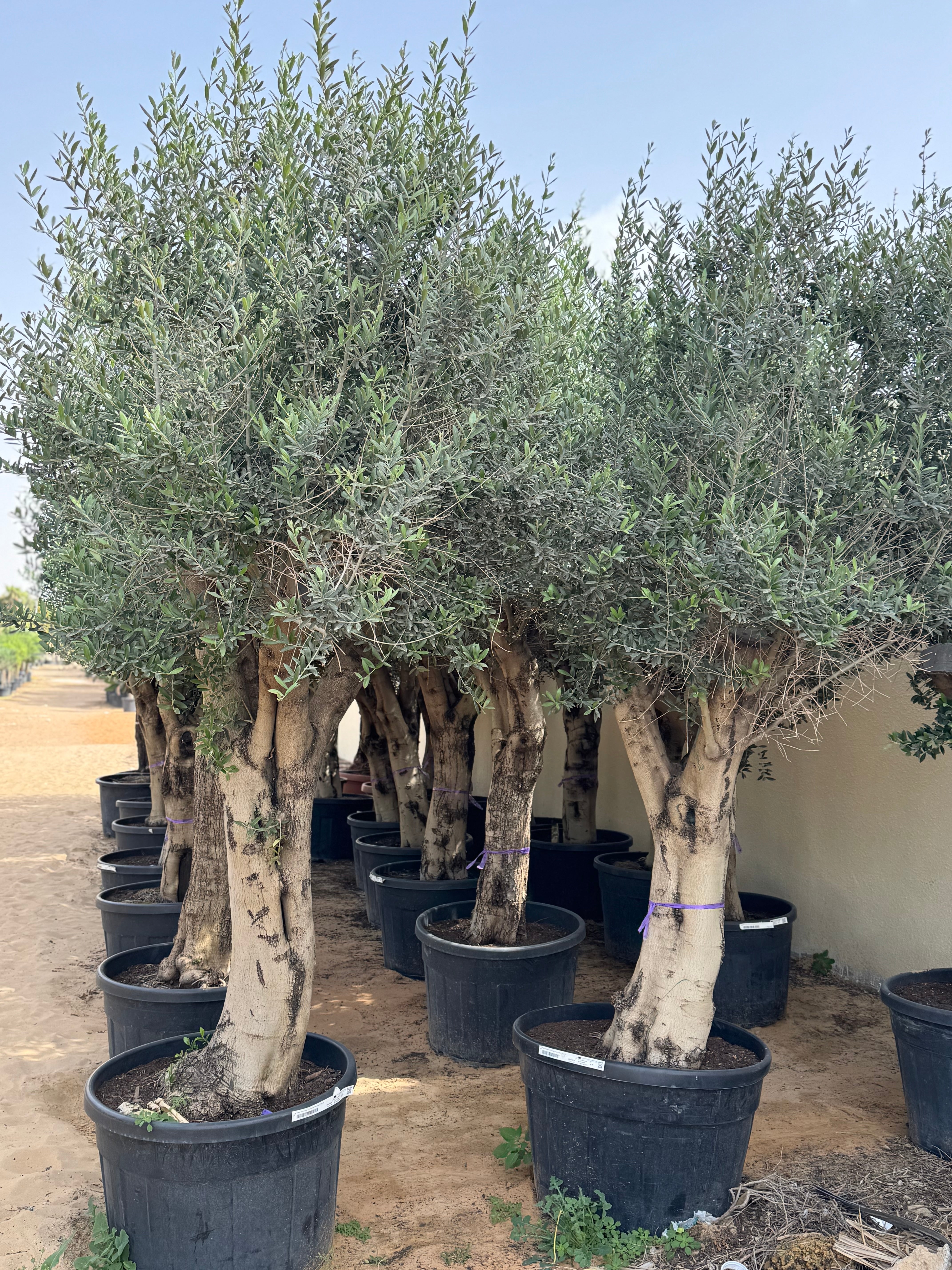 3 Meter Olive Tree (Olea Europaea)