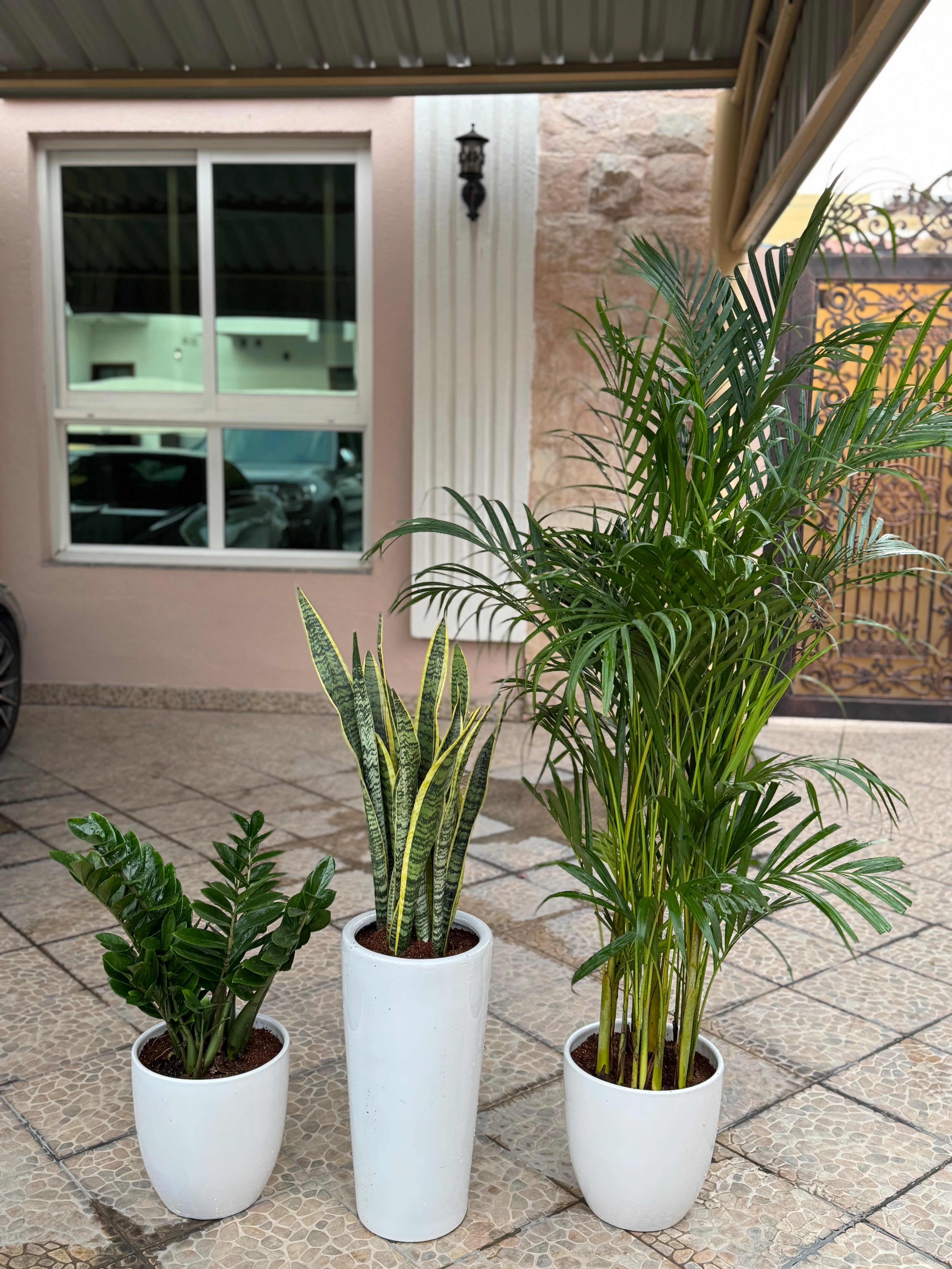 🌿 Areca Palm, Snake Plant & Zamia Combo – Indoor Plants with Pot (Beginner Friendly)