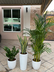 🌿 Areca Palm, Snake Plant & Zamia Combo – Indoor Plants with Pot (Beginner Friendly)