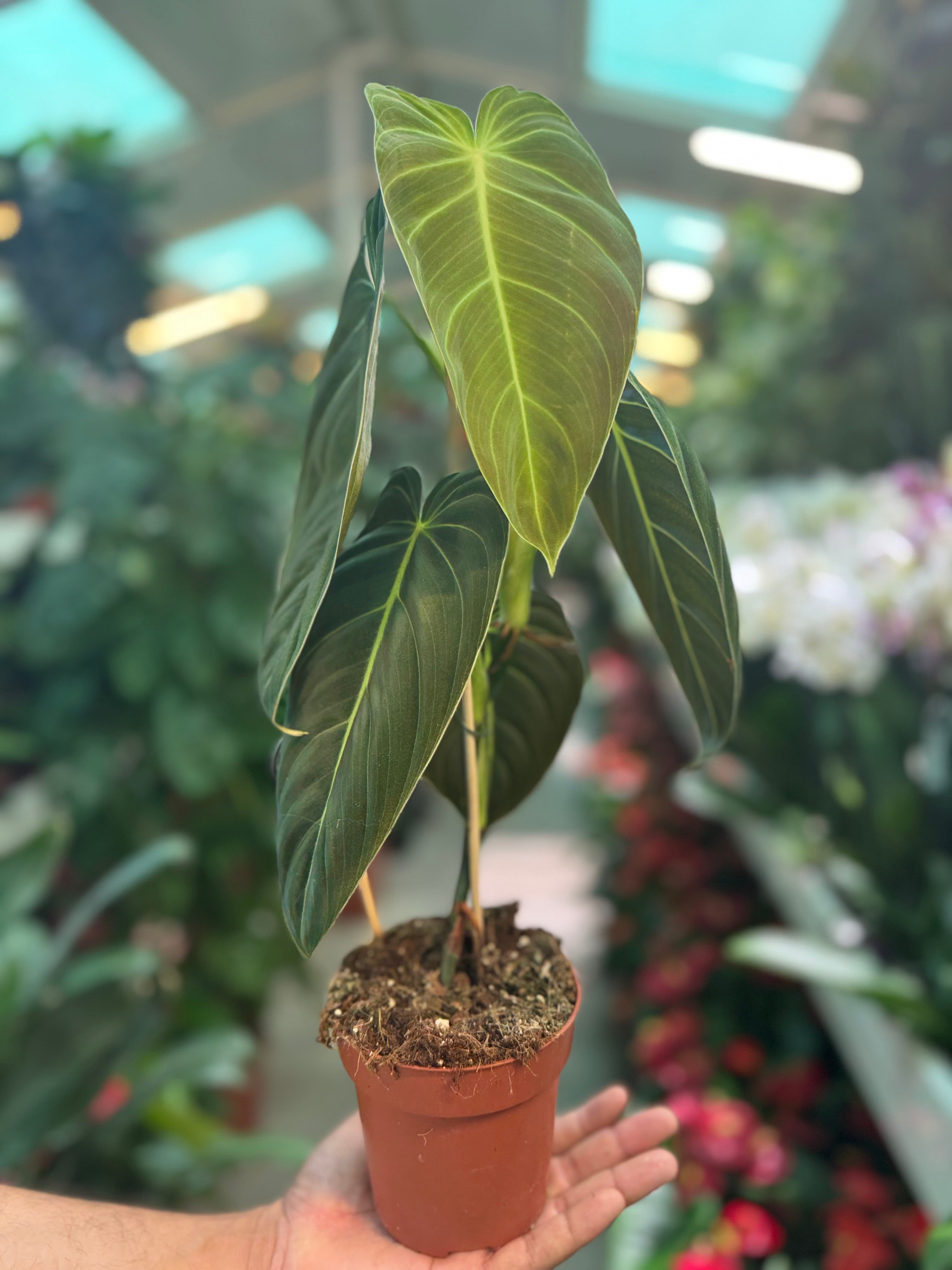 Philodendron Melanochrysum