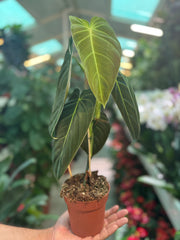 Philodendron Melanochrysum
