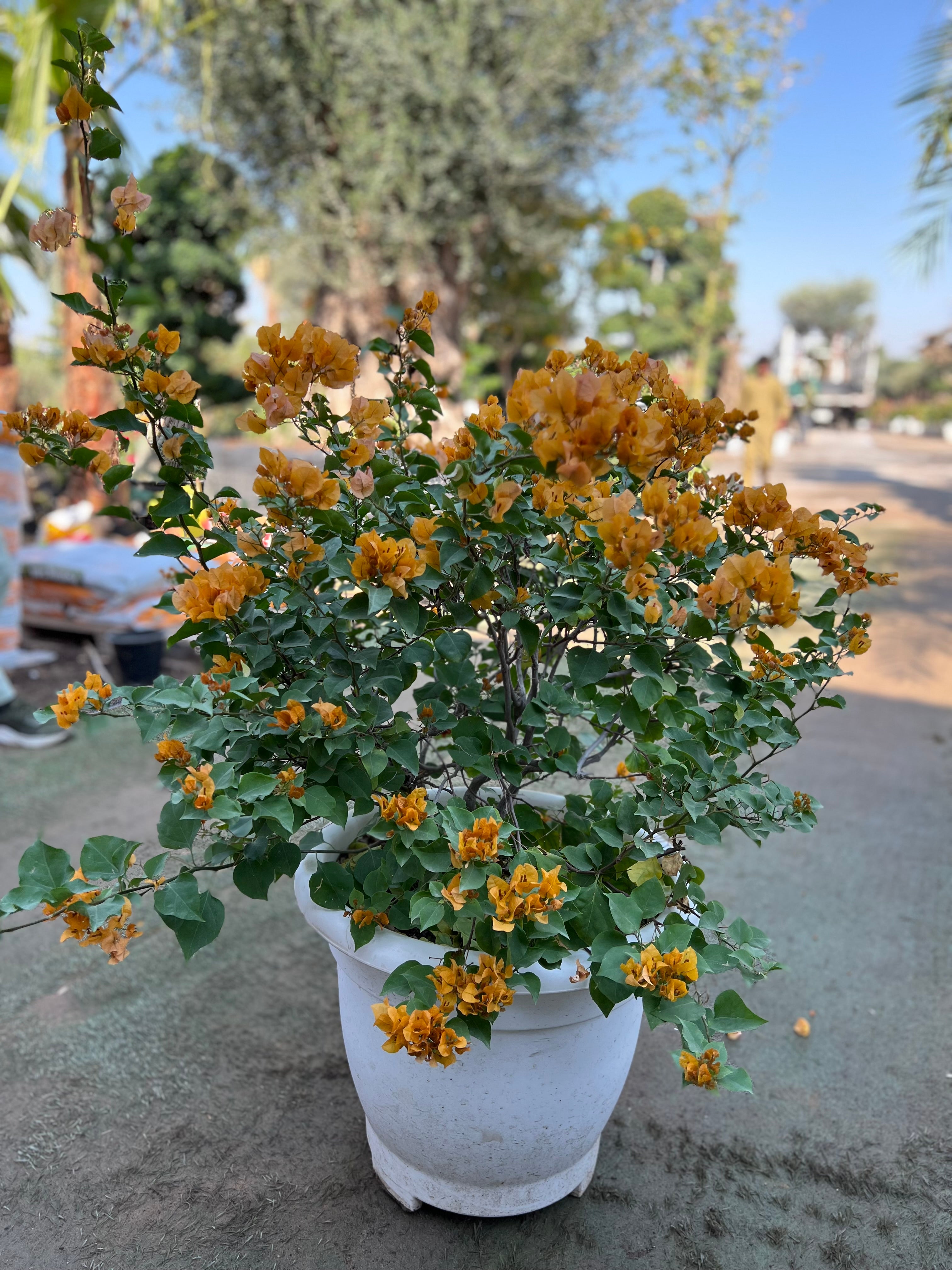 Bougainvillea – Big