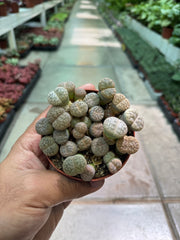 Lithops