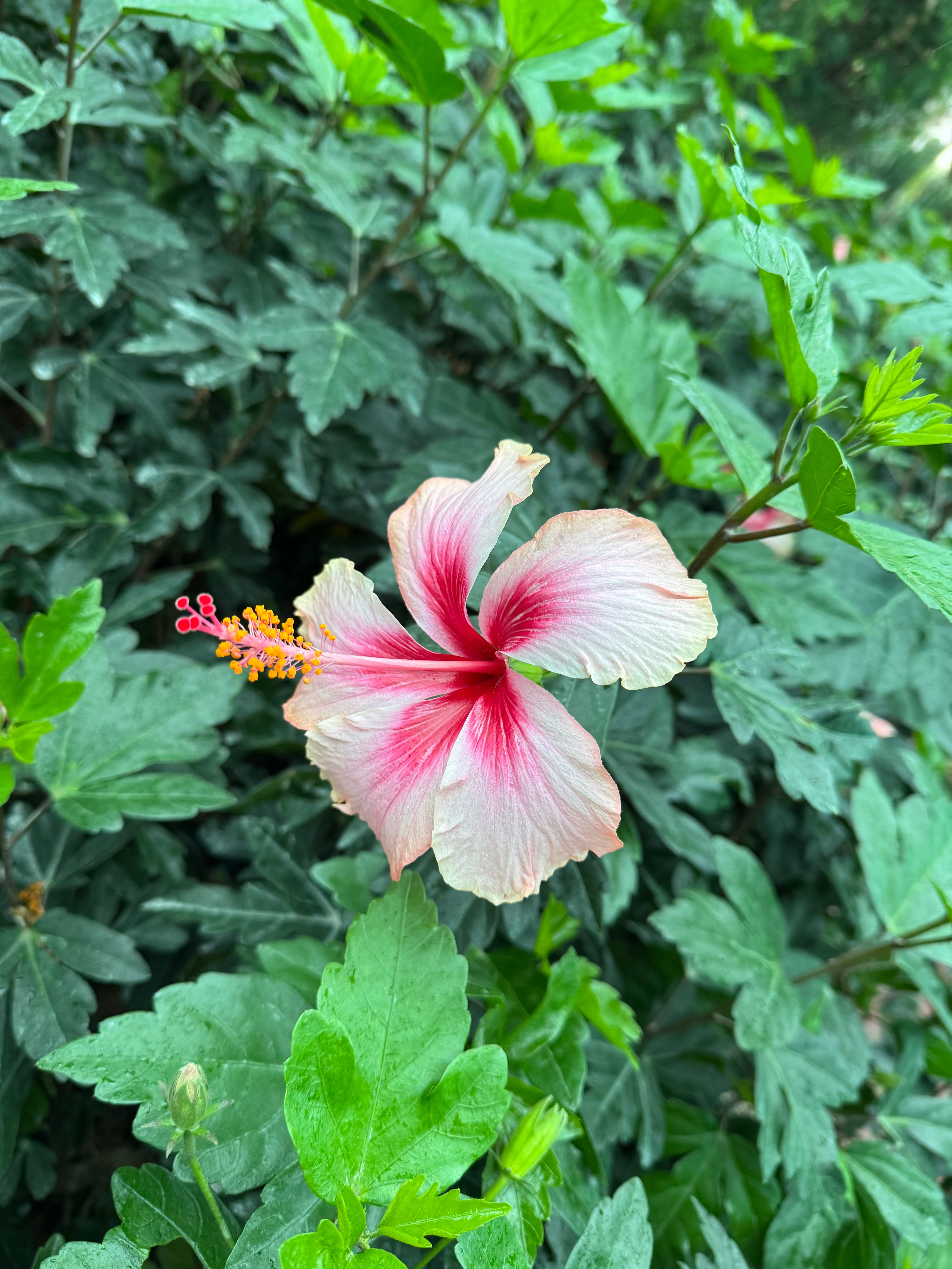 Hibiscus Plant with Nursery Pot 40 to 50 cm