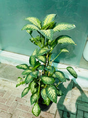 Dieffenbachia (Dumb Cane) – Premium Variegated Indoor Plant 100 cm