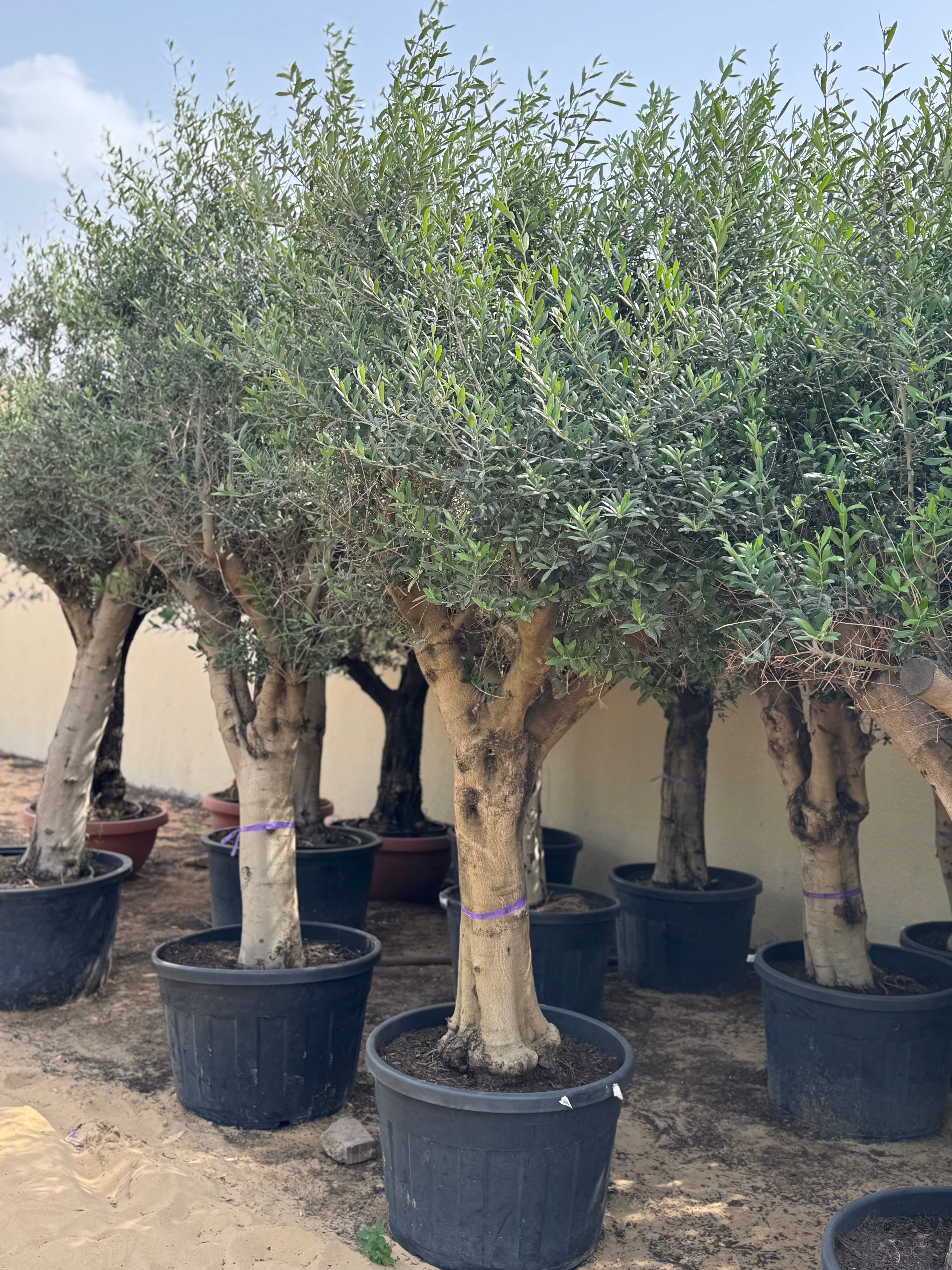 3 Meter Olive Tree (Olea Europaea)