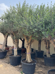 3 Meter Olive Tree (Olea Europaea)