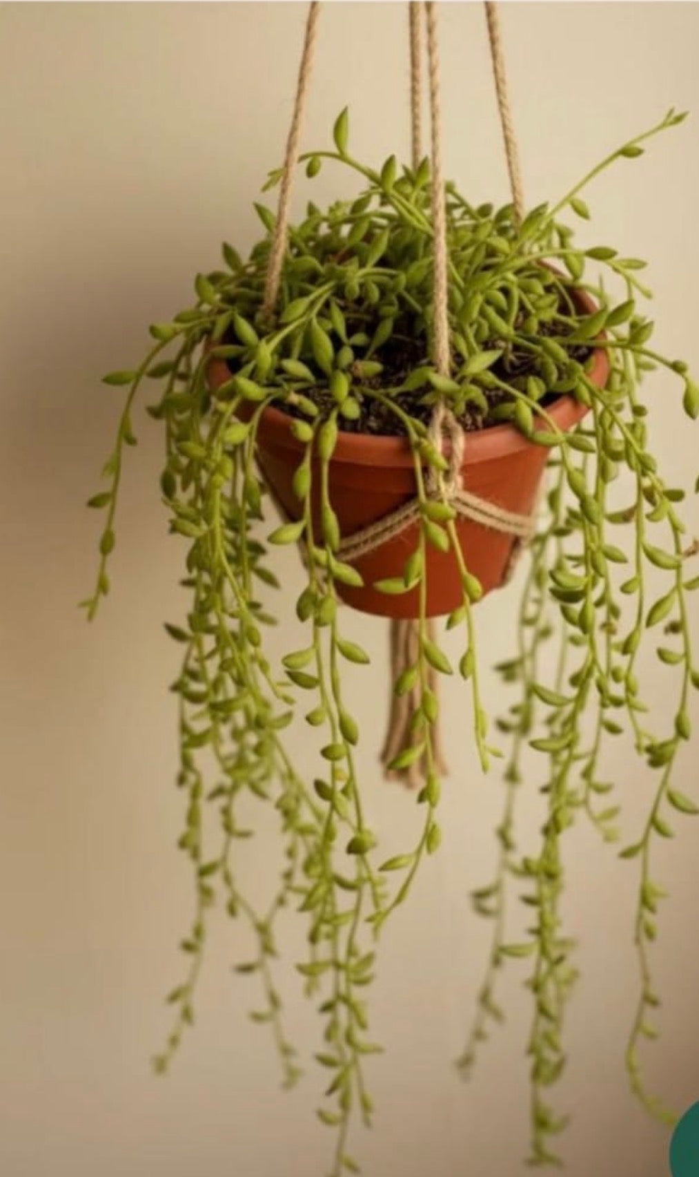 String of Pearls (Curio rowleyanus)